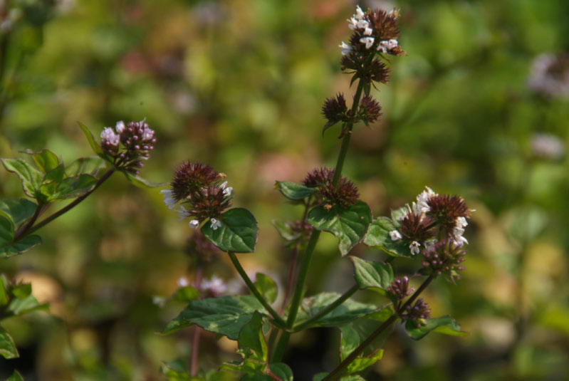 Mentha x piperita 'Lavande'Lavendelmunt bestellen